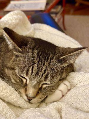 Rehoboth Beach Animal Hospital