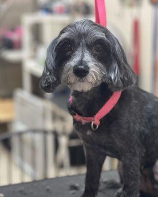 Cassandra's Pet Care