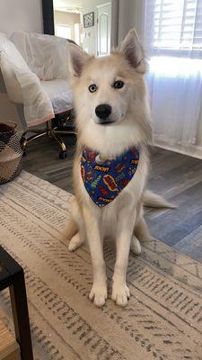 My very good boy after his grooming