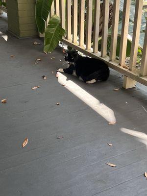 Porch kittys