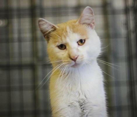 Pahl's Designer Showrooms