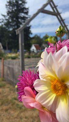Lavender and Fir Roadside Market