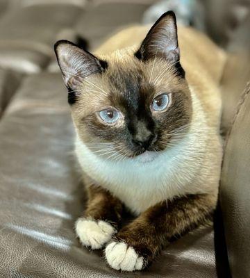 Pet Watchers of Naples