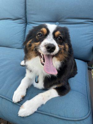 Kenzo Mobile Grooming