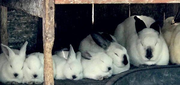 We have bunnies for kids to see while here