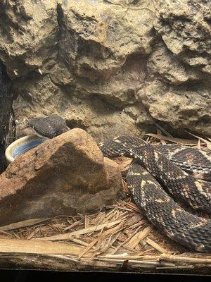 Reptile Discovery Center