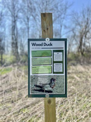 Wood ducks live here