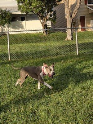 Forest City Dog Park