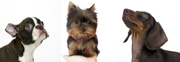 Pet Grooming in New York, NY