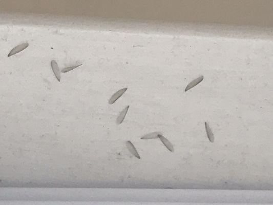 Termite Swarmers (wings)