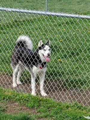 Paws & Claws Retreat