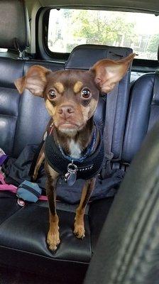 Pawprints of yonkers