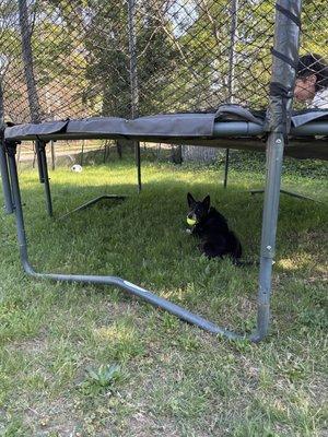 Chevy Chase Veterinary Clinic