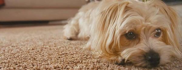 Synergistic Steamers