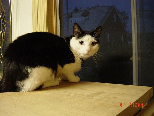 Valley Veterinary Hospital