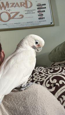 Tracey’s Bird Rescue