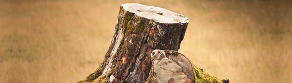 Aim To Please Landscaping and Tree Service