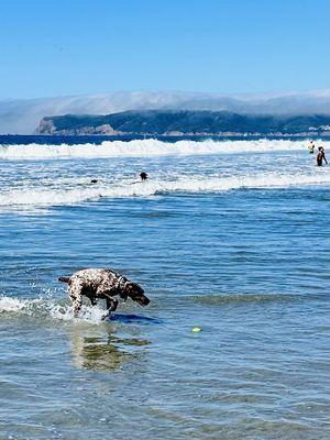 Coronado Dog Beach