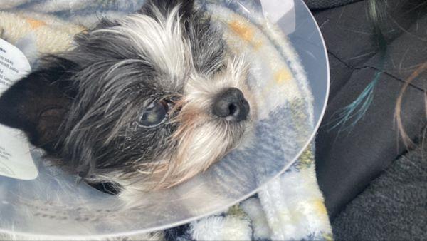 Five Mile Animal Hospital