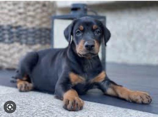 Alton Main Animal Hospital