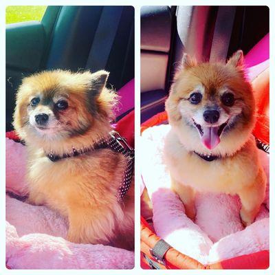 The Grooming Loft By Sophie