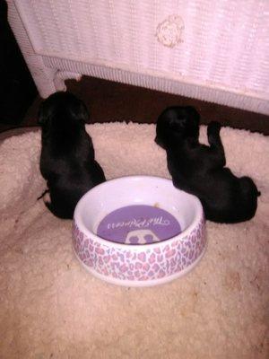 A pic of. My. New pup's 2 males, 1. F .. lap pupa . Free 2 a good home will be abjy day 10/31