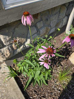Cornflowers in bloom