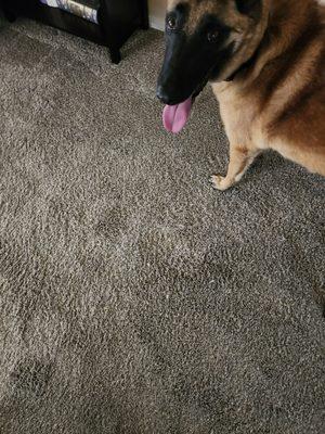 Best Way Carpet Care