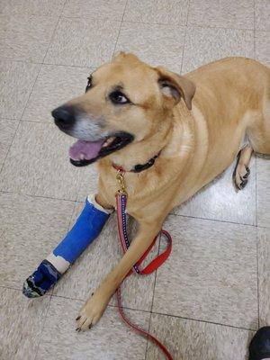 Town & Country Animal Hospital