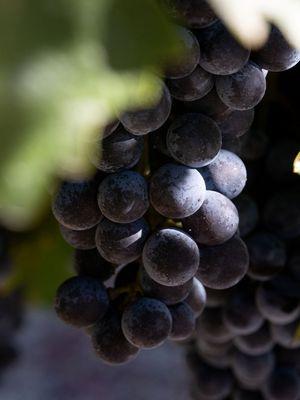 Trinchero Napa Valley