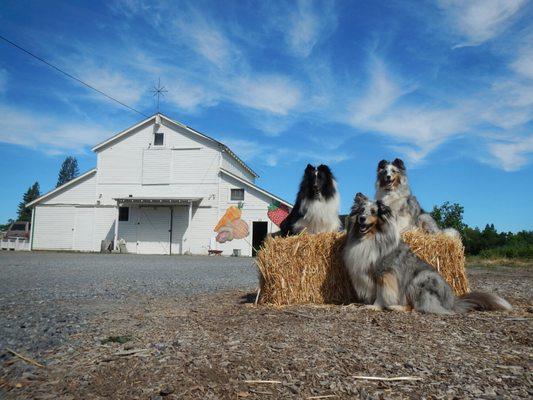 Tierra Vegetables Farm Stand