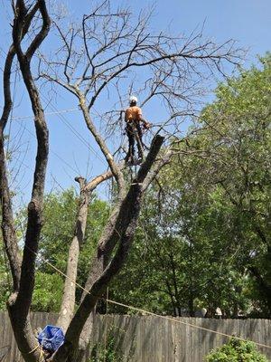 Kleiber Tree & Lawn Service