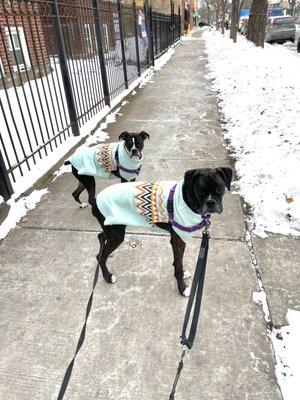 Albany Bark