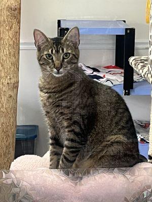 Beautiful - up for adoption!!