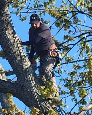 Elite Tree Service