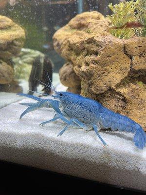 This is crayfish I bought almost a year ago at Aquarium Adventure.