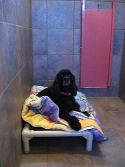 Valley Boarding Kennel