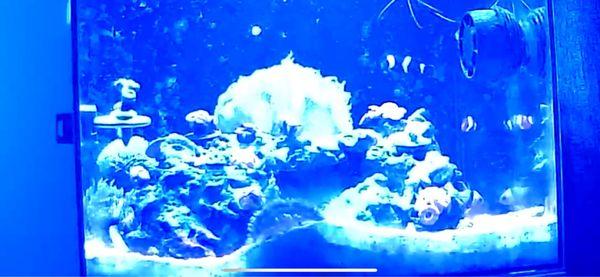 Saltwater aquarium