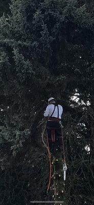 Dennis Dillon Pruning