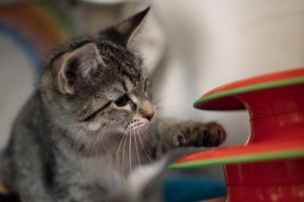 Humane Society Of Huron Valley