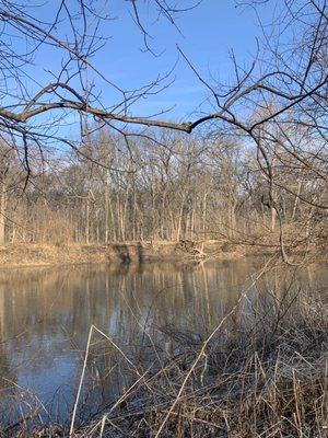 Bald eagle on the opposing bank