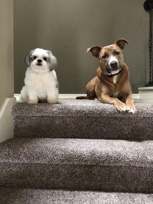 Dog Day Afternoon Inc