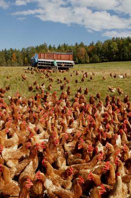 Farm fresh eggs
