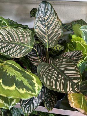 Forever Plants Plus LLC