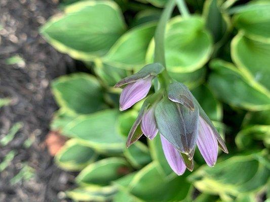 Pleasant Places by Majestic Residences