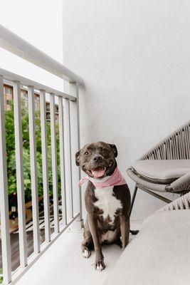 Pawlina’s Pet Services