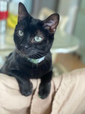 Animal Birth Control