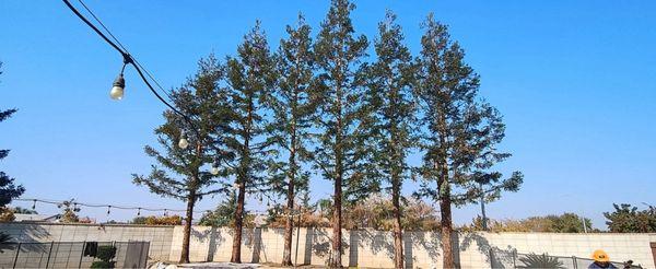 American Willow Tree Service