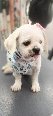 Wash'n Pawz Mobile Grooming