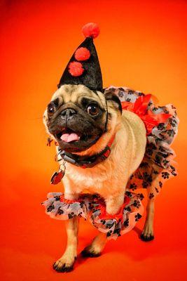 Meyer's Canine Colony